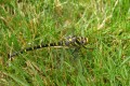 Cordulégastre annelé (10cm)